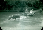 Phillipines-Water Buffalo
